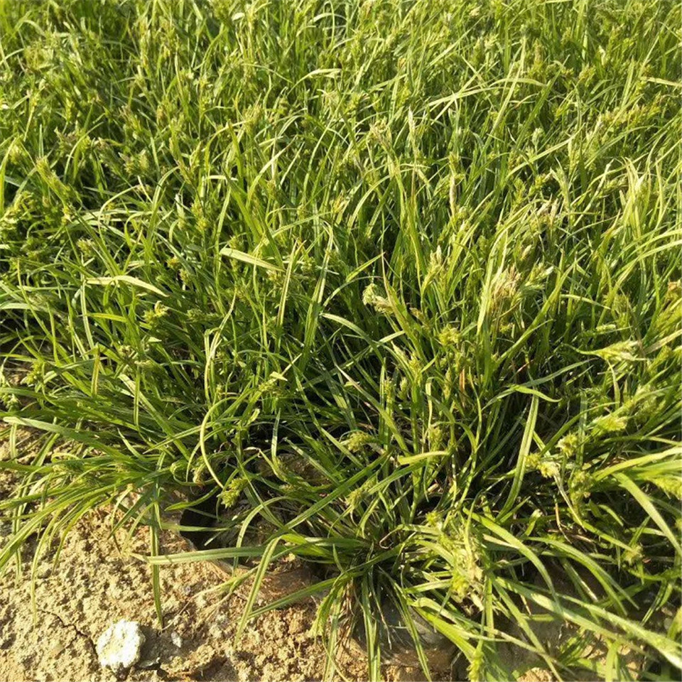 青绿苔草价格 订购报价青绿苔草 青州青绿苔草价格