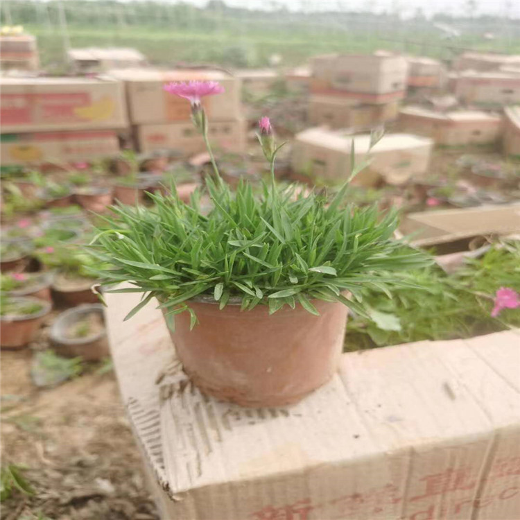 欧石竹价格 青州欧石竹
