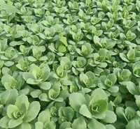 格圣  批售八宝景天小苗  株高30～50cm