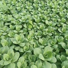 格圣  批售八宝景天小苗  株高30～50cm