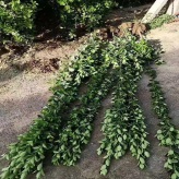 绿篱绿化工程  北海道黄杨地栽苗  树形优美