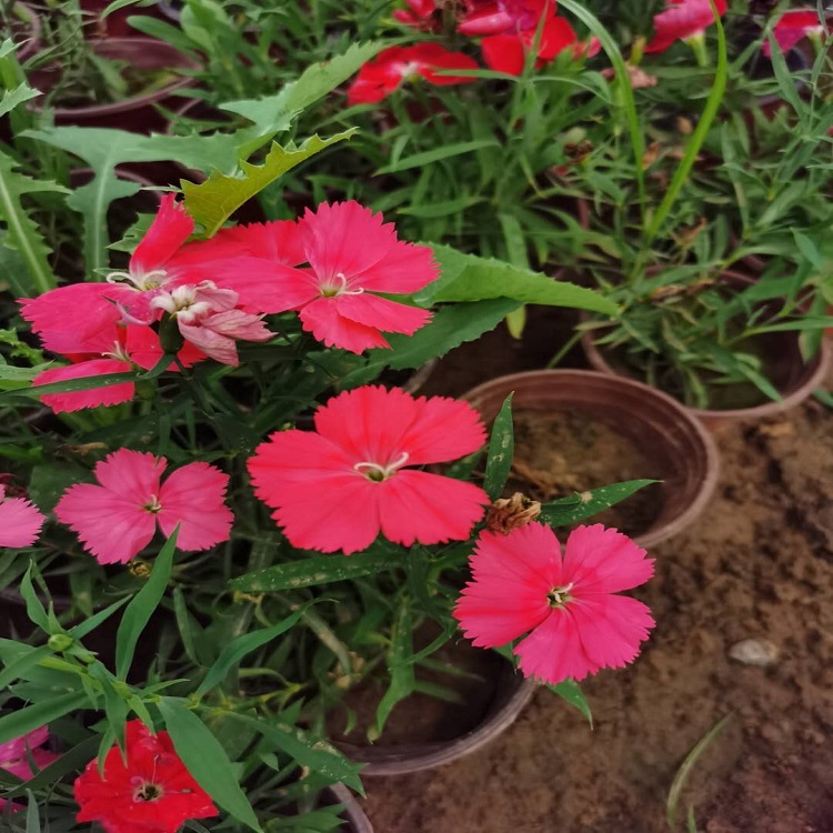 花海花卉大花石竹  出售大花石竹  双色盆大花石竹价格
