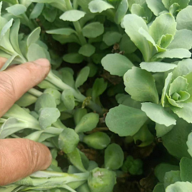 护坡地被植物  八宝景天价格 量大从优