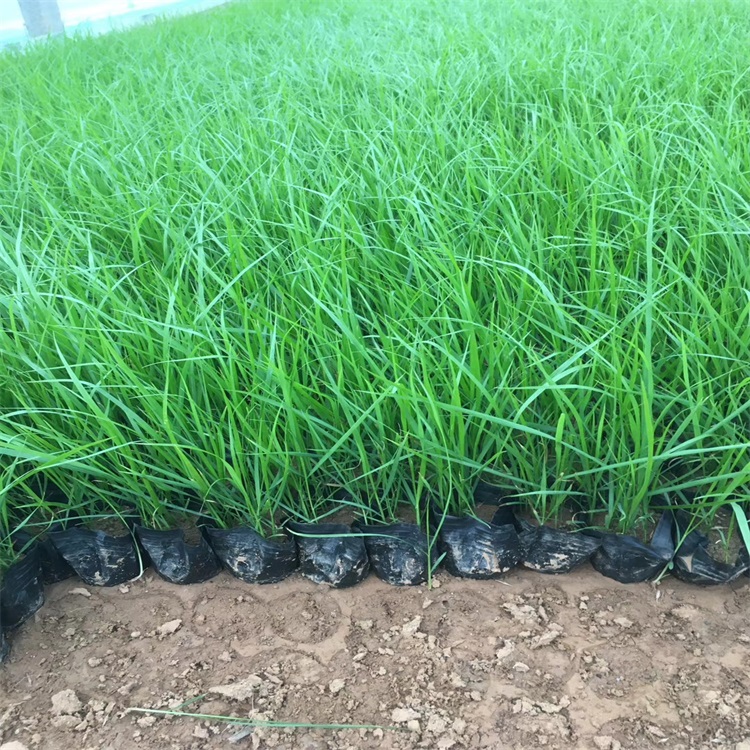 狼尾草 狼尾草基地 山东狼尾草供应 狼尾草小苗