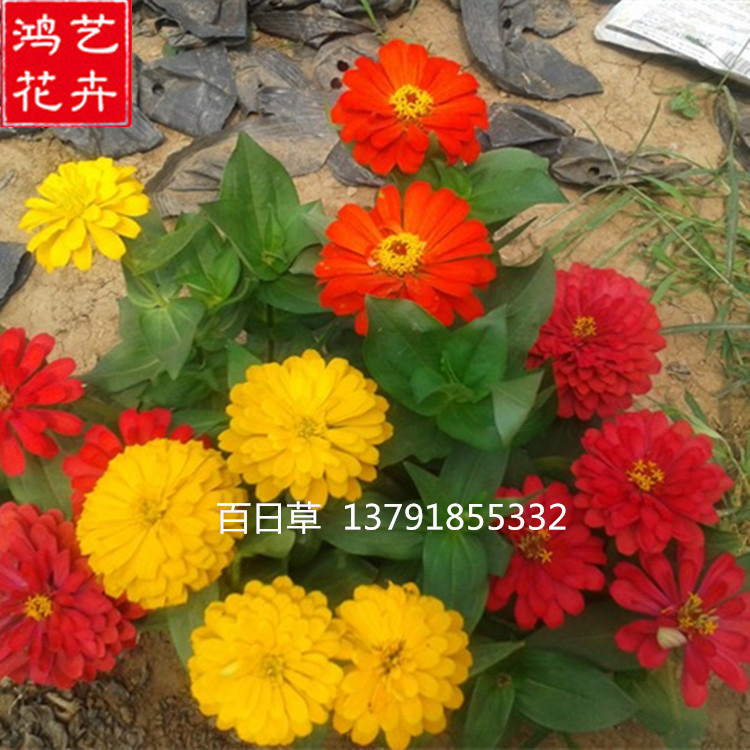 百日草 青州草花 百日草批发