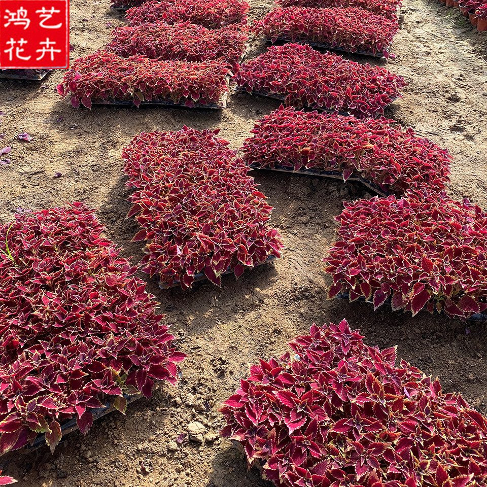 青州花卉苗木 青州火焰彩叶草 火焰彩叶草报价