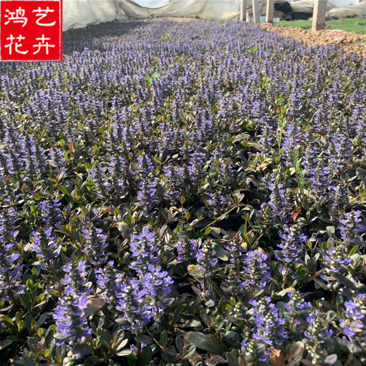 筋骨草批发 山东筋骨草批发 基地种植筋骨草小苗