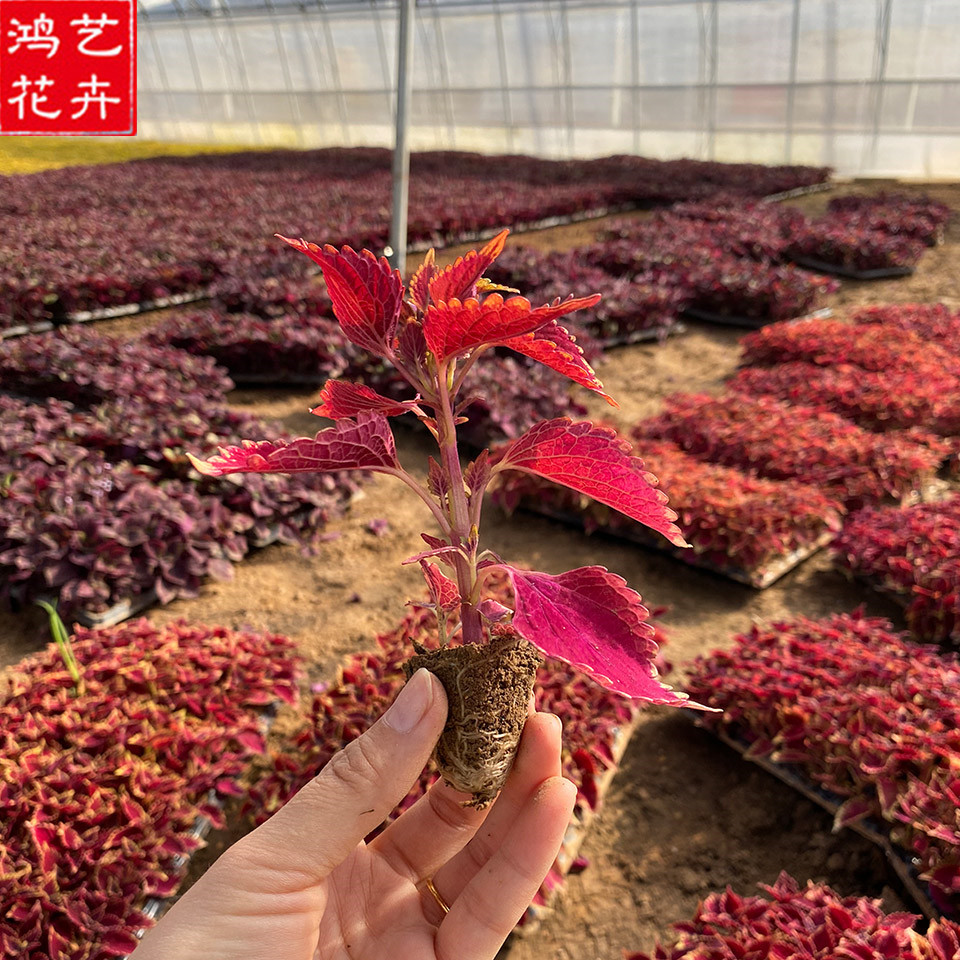 青州花卉苗木 青州地被火焰彩叶草 草花穴盘苗价格