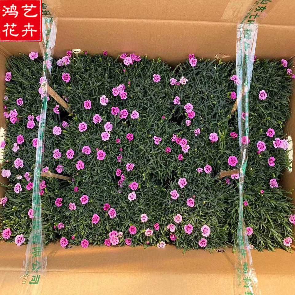 初吻石竹小苗批发 销售初吻石竹盆苗 山东初吻石竹盆苗