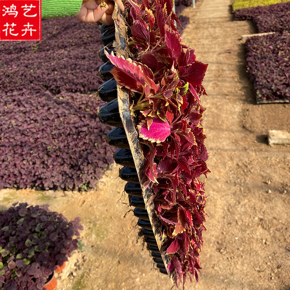 火焰彩叶草穴盘苗 应季苗木 山东火焰彩叶草批发