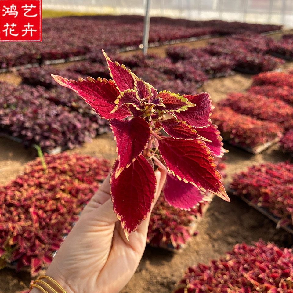应季苗木 青州彩叶草穴盘苗 草花穴盘苗价格