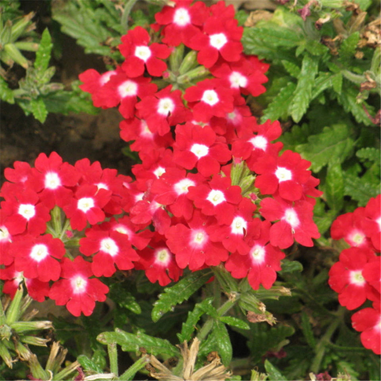 美女樱 美女樱供应商 宿根草花基地