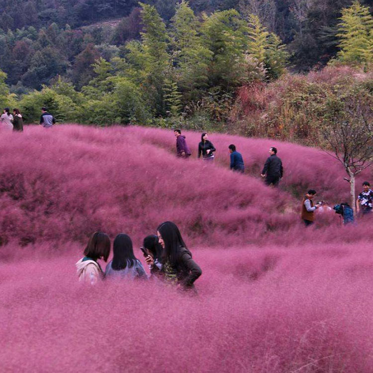 乱子草小苗 草花种植基地 乱子草小苗批发