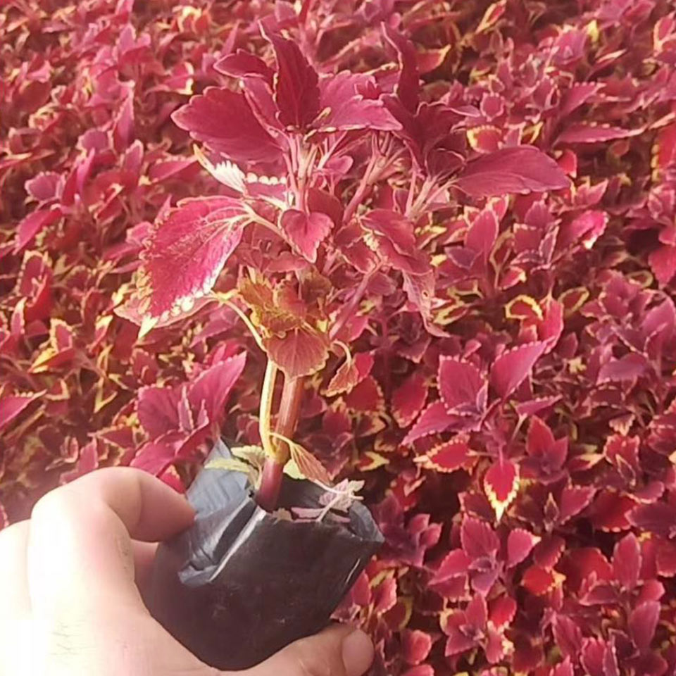 彩叶草宿根花卉 长势不错 
