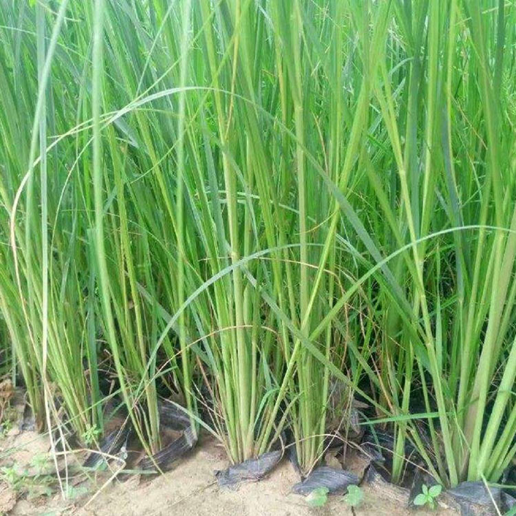 粉黛乱子草 花海品种 粉黛乱子草大量批发