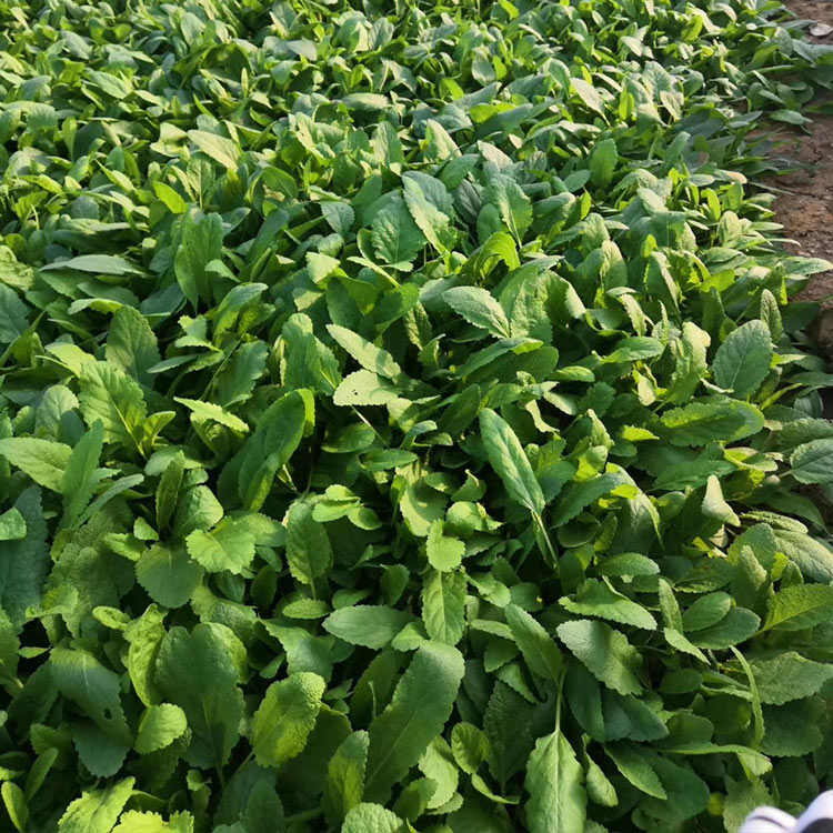 鼠尾草小苗大量批发 观赏用鼠尾草绿化苗供应