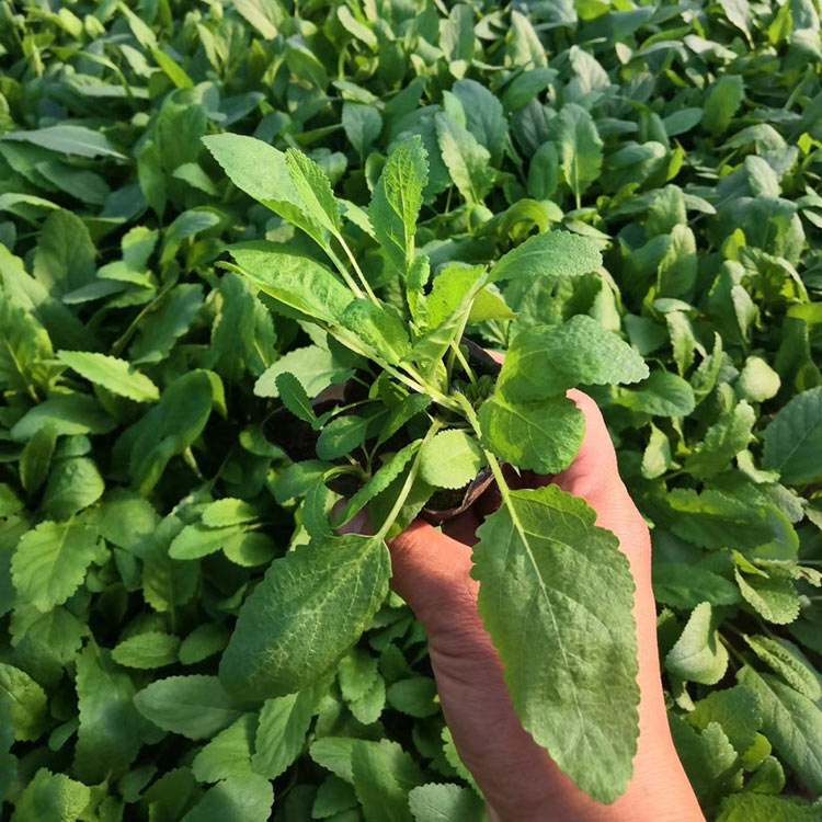 草花鼠尾草 苗圃批发 山东草花鼠尾草价格