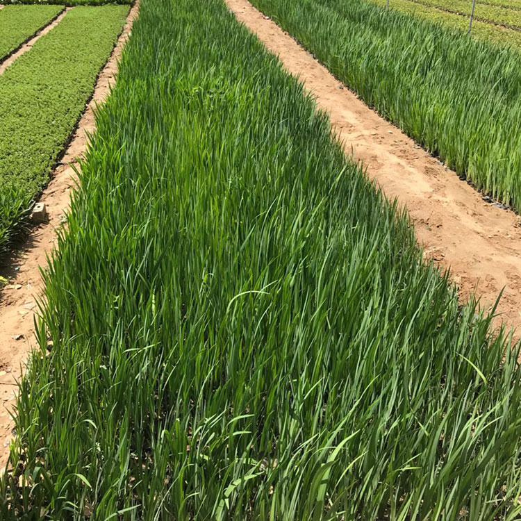 基地种植 水生鸢尾 山东水生植物批发
