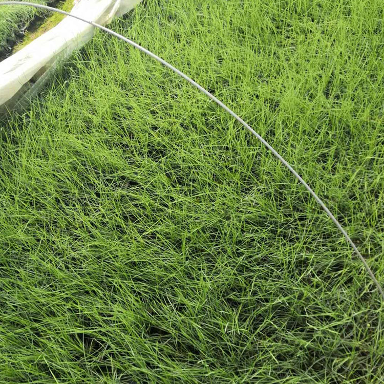 江浩 粉黛乱子草 青州粉黛乱子草供货商