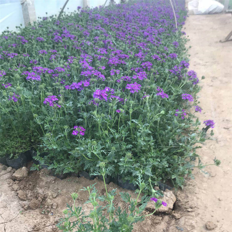 价格从优 美女樱批发 山东草花