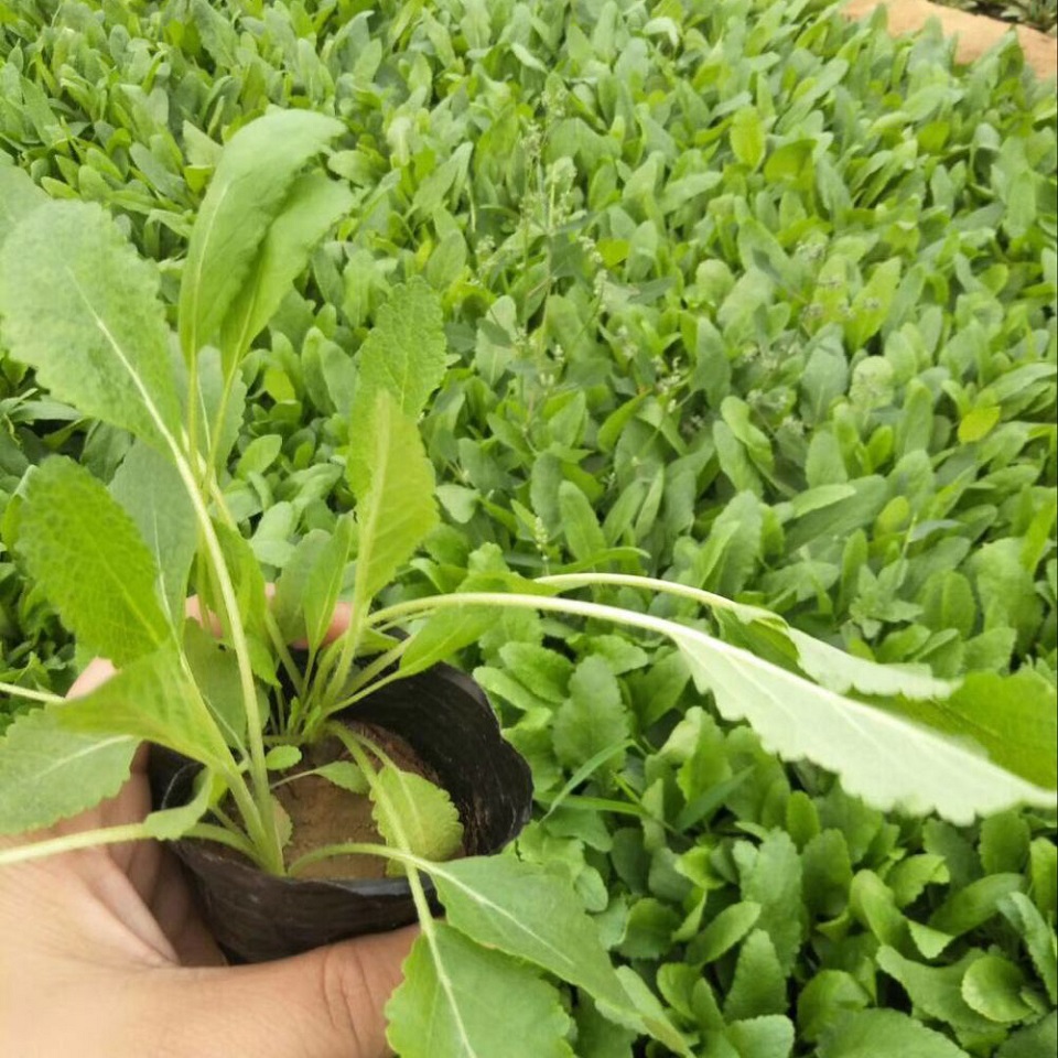 蓝花鼠尾草苗圃  鼠尾草价格  宿根鼠尾草基地种植