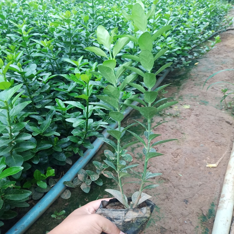 绿化植物  冬青供应  冬青苗圃基地