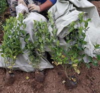 卫矛基地   小叶扶芳藤种植基地   耐寒抗寒