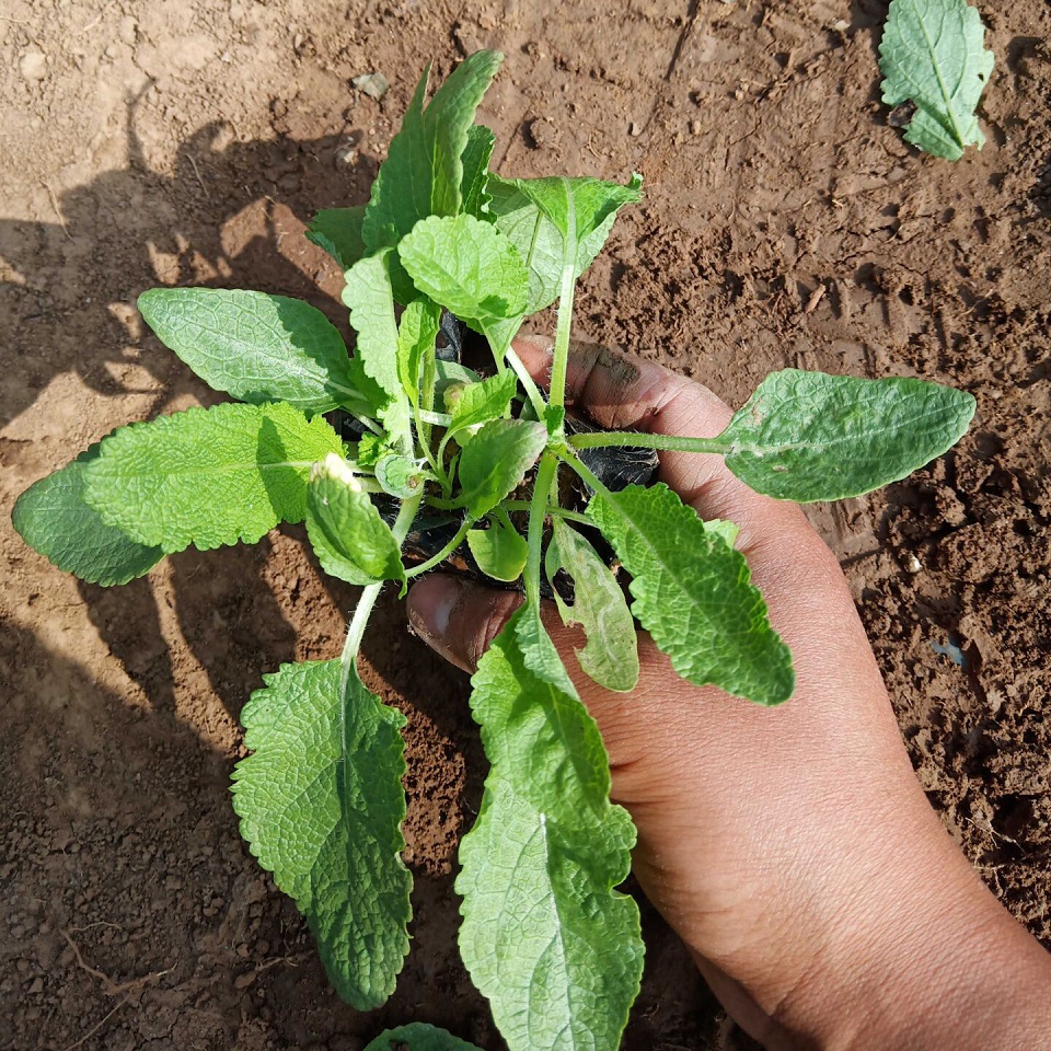 现起苗鼠尾草  鼠尾草工程用苗  鼠尾草供应商