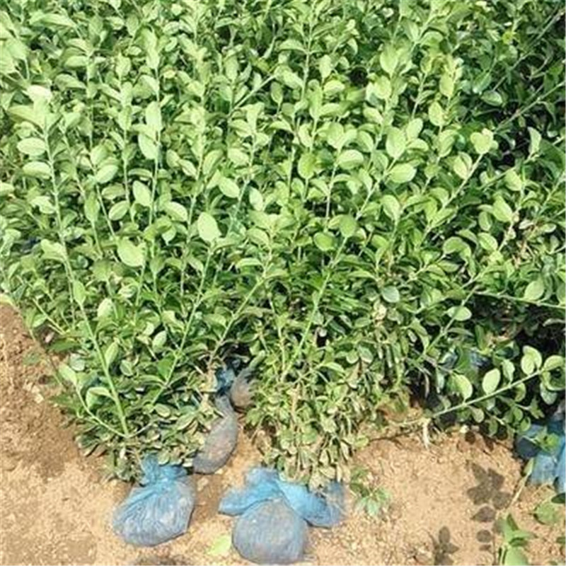 城市园林绿化卫矛   卫茅价格   产地供应