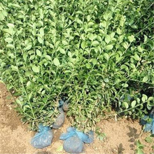 城市园林绿化卫矛   卫茅价格   产地供应