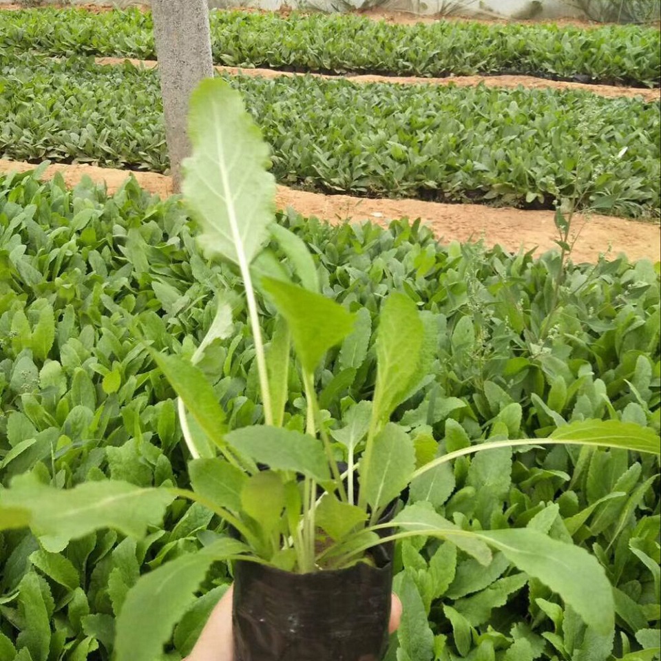 蓝花鼠尾草苗圃  鼠尾草幼苗  批发优惠