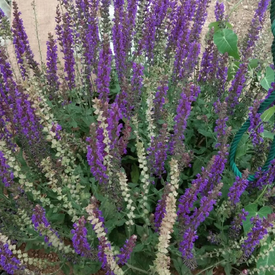 蓝花鼠尾草苗圃  鼠尾草价格  鼠尾草种子供应服务商