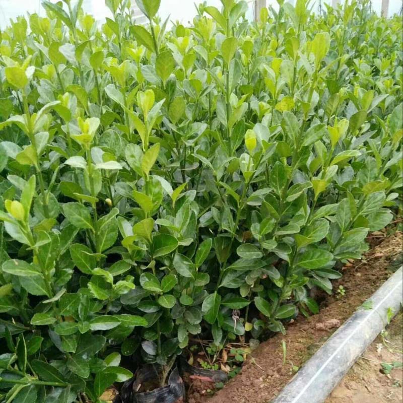 量大从优  冬青报价  冬青种植基地