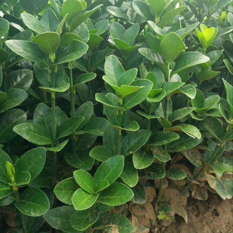 价格优惠  冬青行情  冬青培育基地