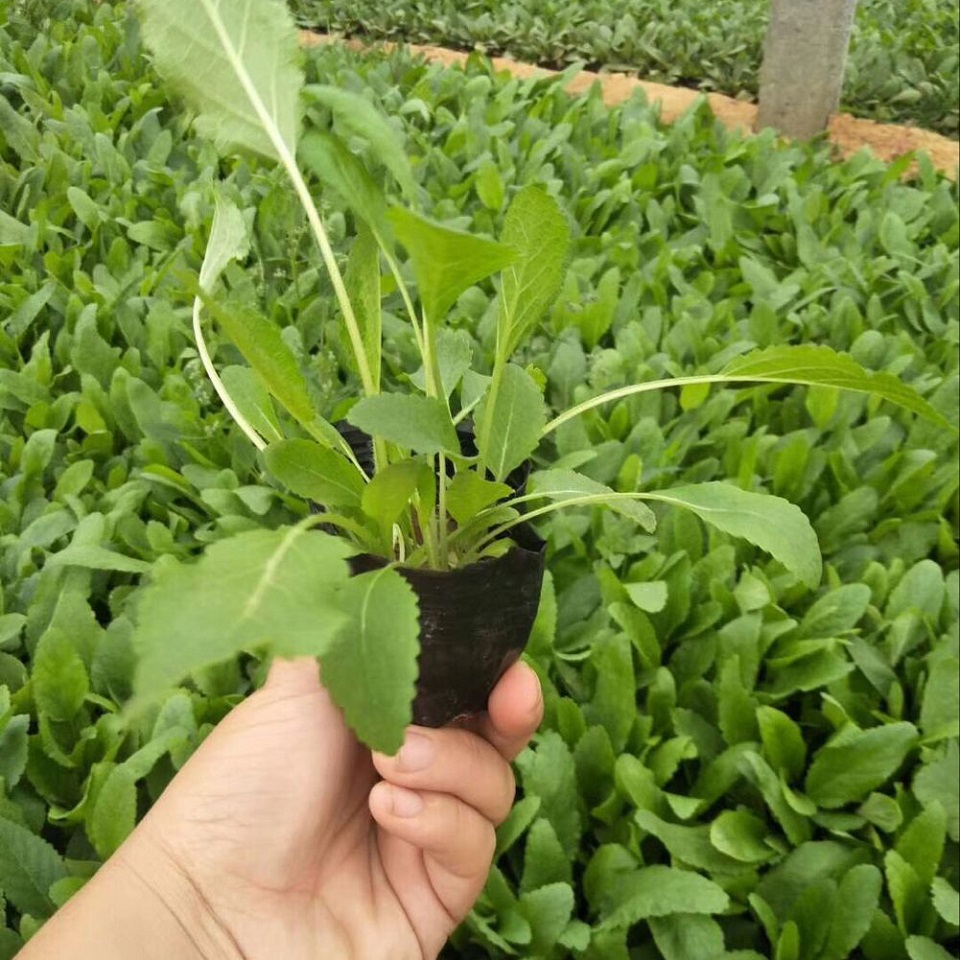 现起苗鼠尾草  草花鼠尾草  鼠尾草种植基地