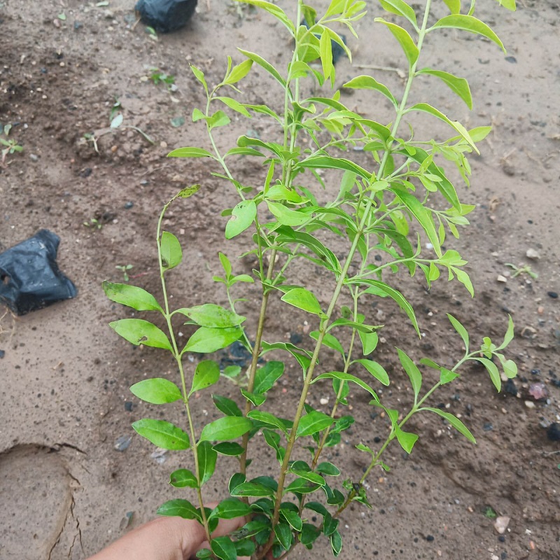 道路绿篱金叶女贞栽种  金叶女贞价格  植株繁茂