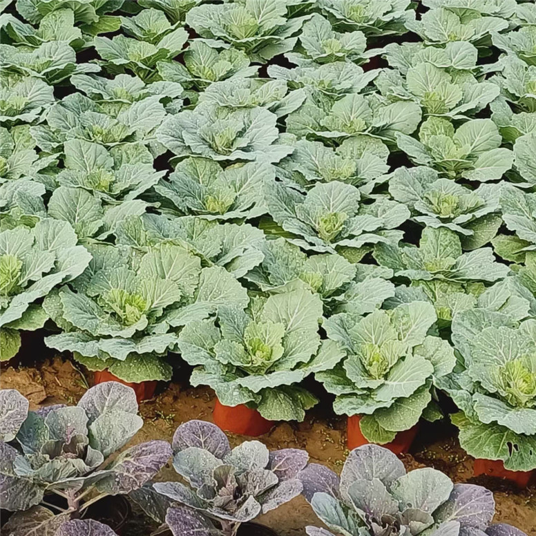 羽衣甘蓝绿化小苗 冬季抗寒抗冻租摆草花