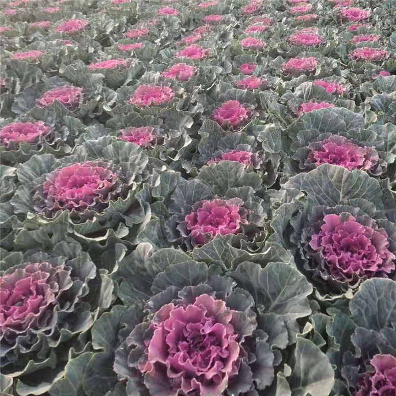 羽衣甘蓝种苗 羽衣甘蓝花海用苗 常年批发