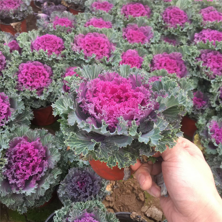  羽衣甘蓝花海用苗 羽衣甘蓝市政用苗 常年批发