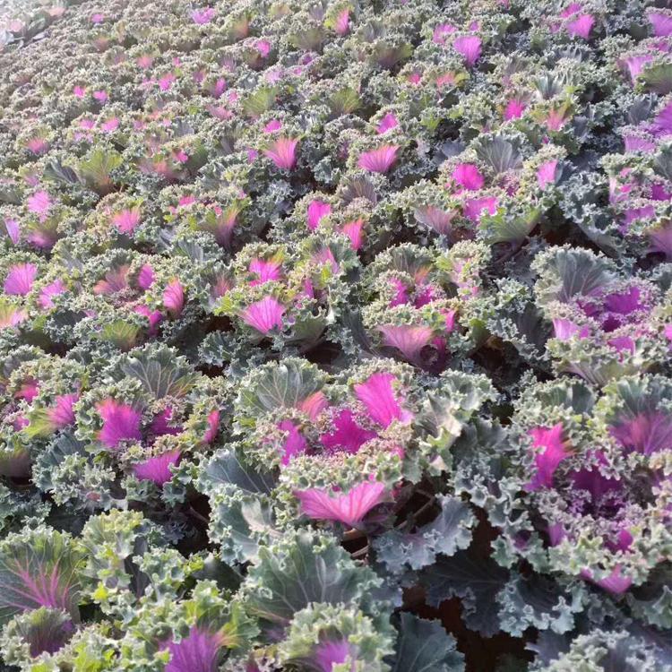 冬季草花羽衣甘蓝种植基地  羽衣甘蓝供应商  冬季耐寒抗冻草花