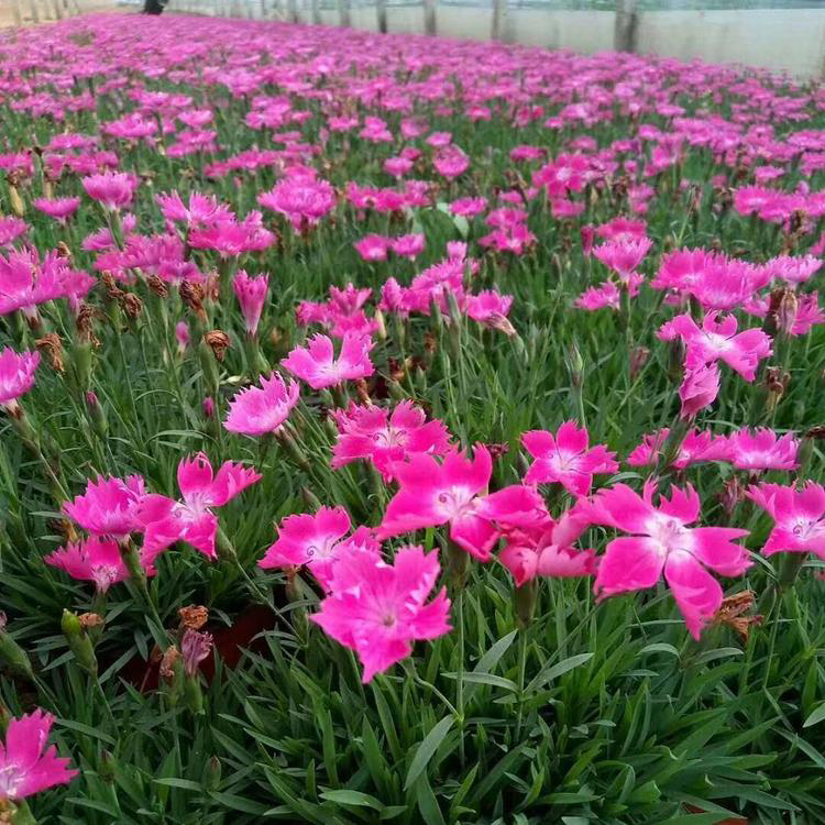 叶形优美花色艳丽  地被石竹行情  欧石竹基地直供