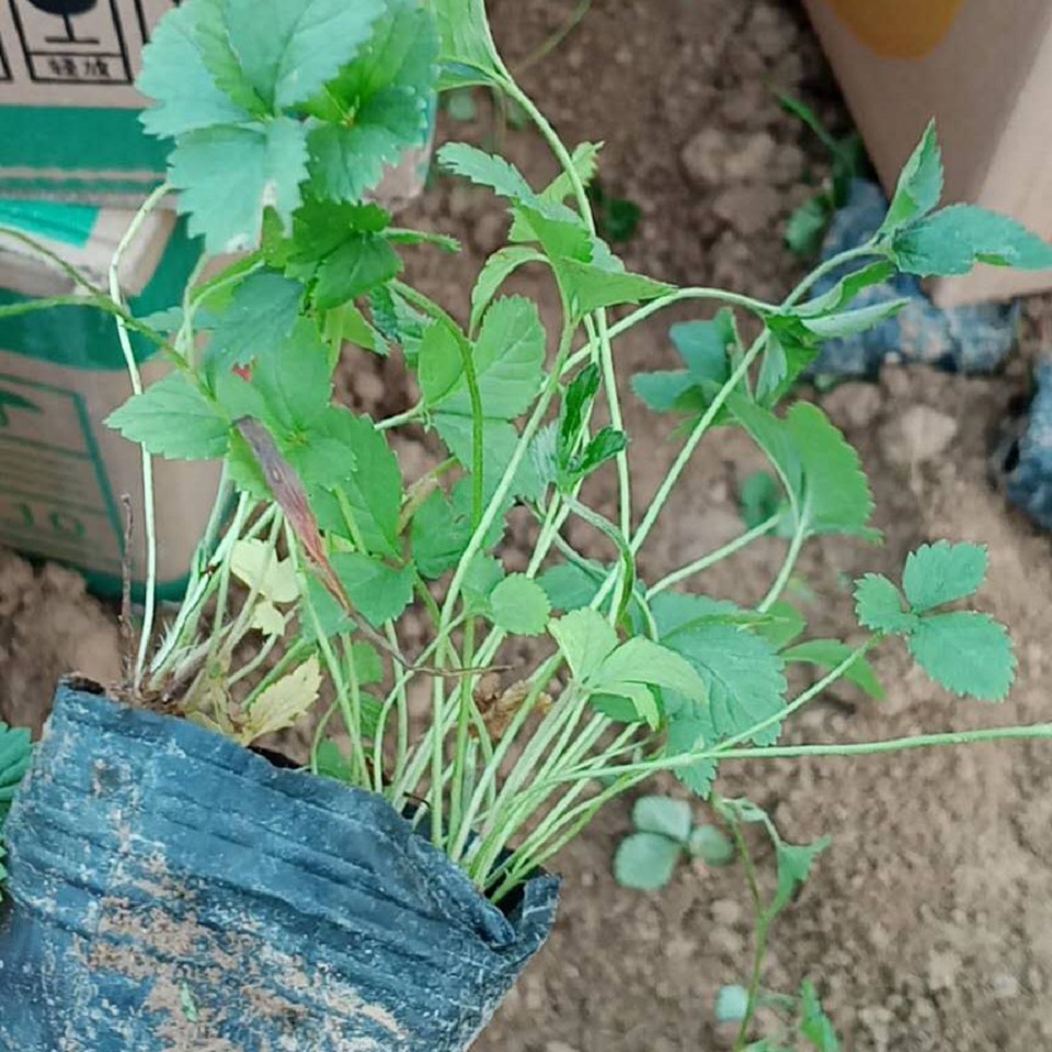 蛇莓幼苗  蛇莓批发商  长期供应蛇莓