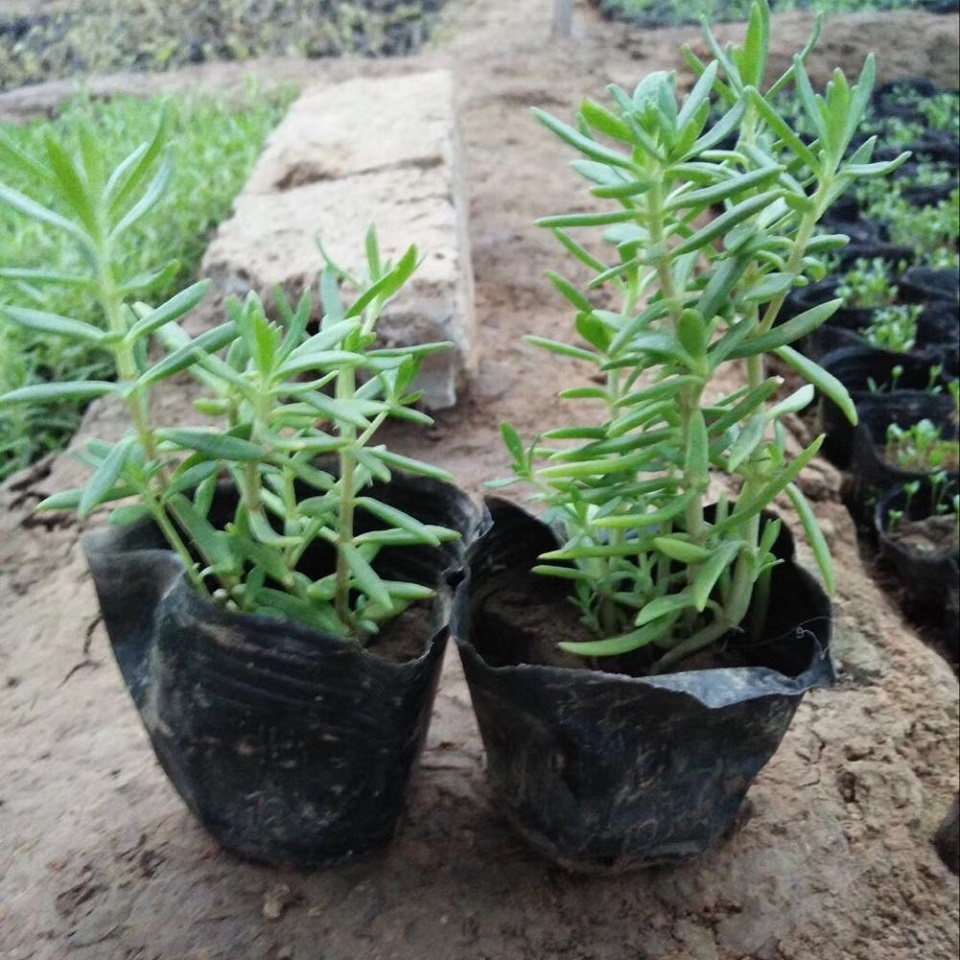 时令草花基地  金叶佛甲草  基地直销金叶佛甲草