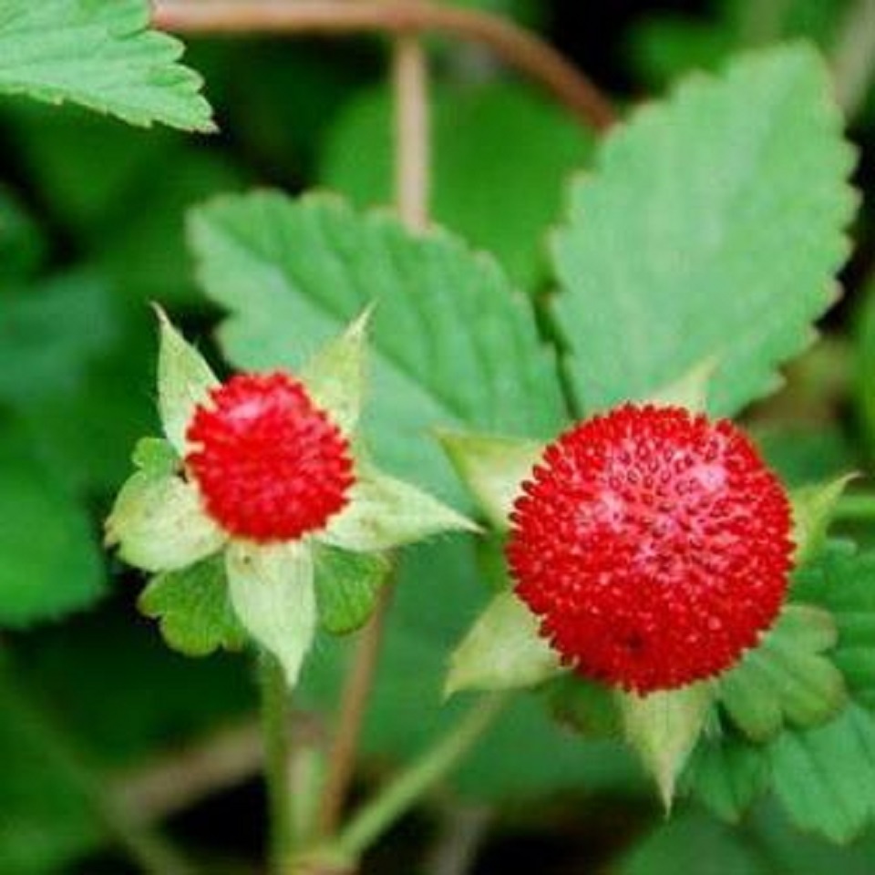 蛇莓出售  蛇莓批发商  长期供应蛇莓