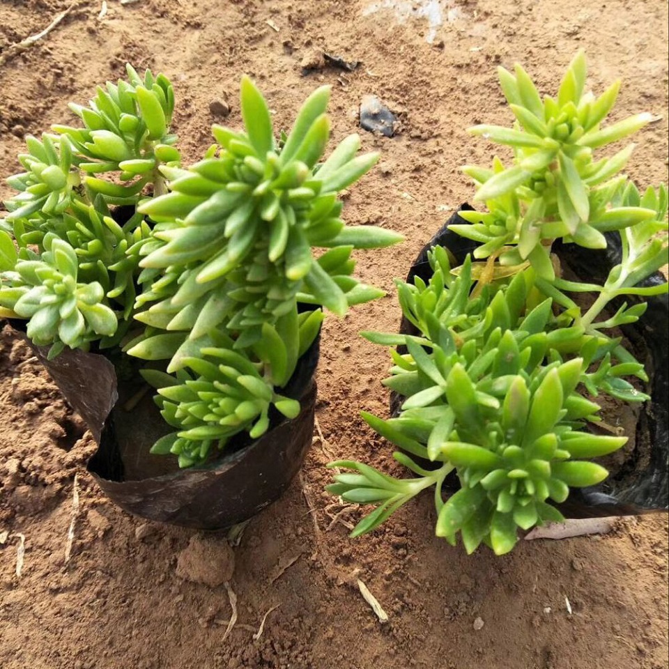 屋顶绿化金叶佛甲草  抗旱耐寒 基地直销 适应性好 移栽好成活