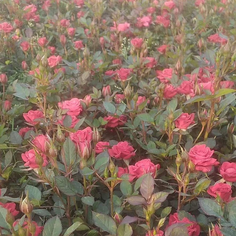 青州欧月基地    欧月批发商  欧月源头产地