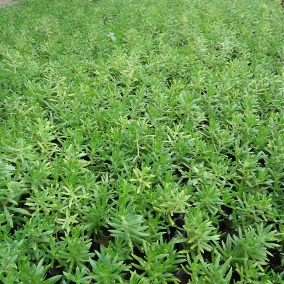 时令草花基地  金叶佛甲草幼苗  金叶佛甲草种植基地