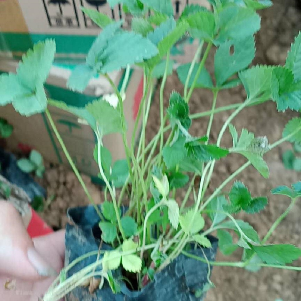 蛇莓种植  蛇莓批发商  量大优惠