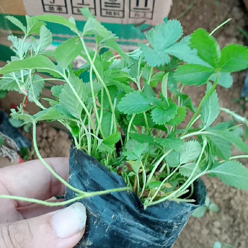 蛇莓苗子  蛇莓批发商  基地直发