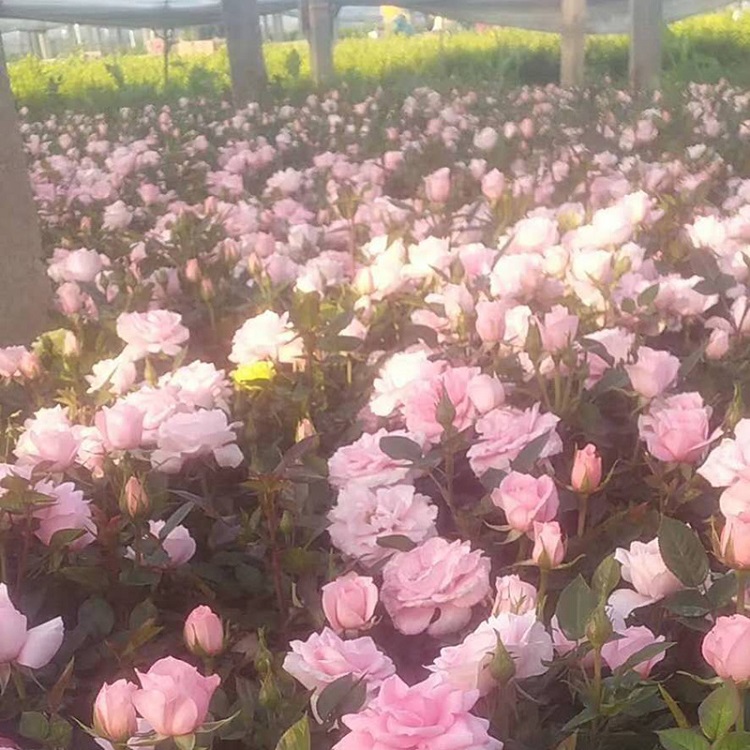 客厅庭院欧月花卉    欧月报价  长期供应欧月